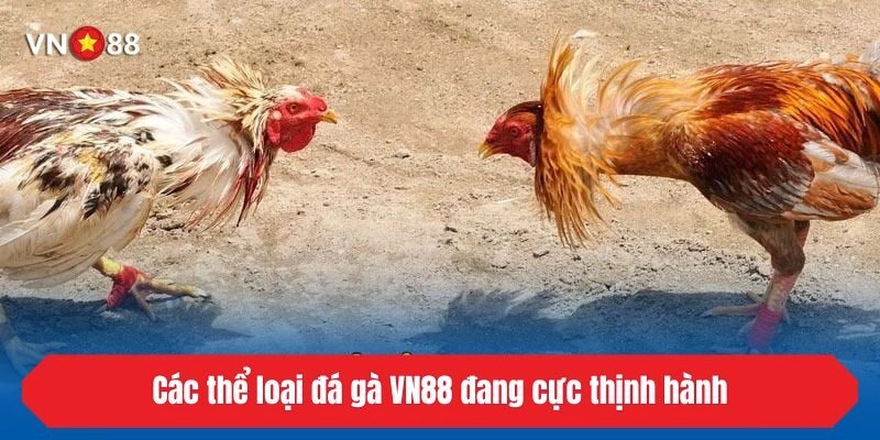 Các thể loại đá gà VN88 đang cực thịnh hành