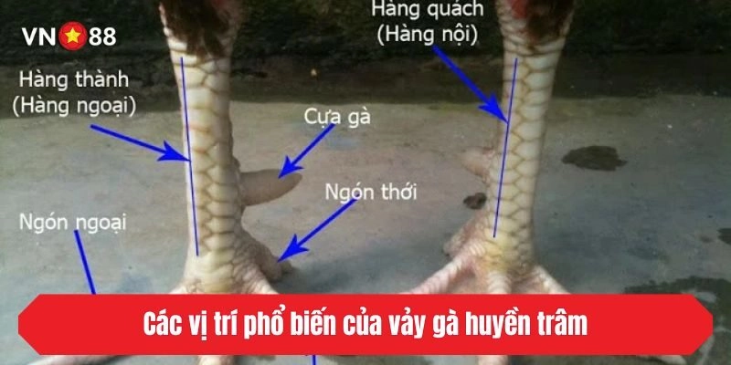 Các vị trí phổ biến của vảy gà huyền trâm