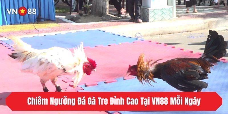 Chiêm Ngưỡng Chơi Đá Gà Tre Đỉnh Cao Tại VN88 Mỗi Ngày