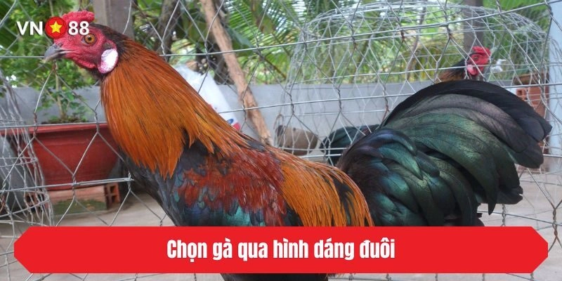 Chọn gà qua hình dáng đuôi
