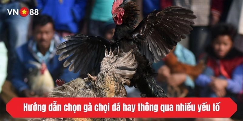 Hướng dẫn cách chọn gà chọi đá hay thông qua nhiều yếu tố