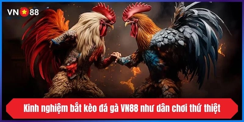 Kinh nghiệm bắt kèo đá gà VN88 như dân chơi thứ thiệt