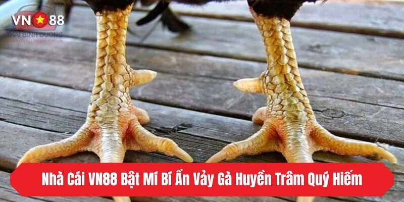 Nhà Cái VN88 Bật Mí Bí Ẩn Vảy Gà Huyền Trâm Quý Hiếm