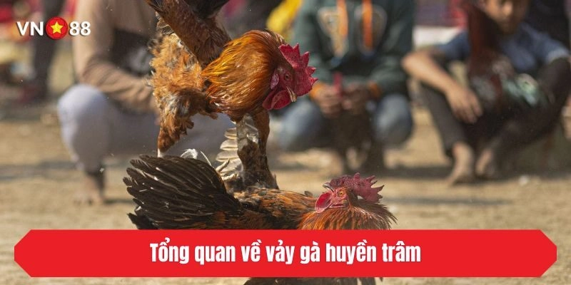 Tổng quan về vảy gà huyền trâm
